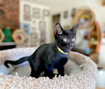 Rescue Domestic Short Hair Cats for Adoption in Fort Worth, Texas - Jack Black | PetCurious