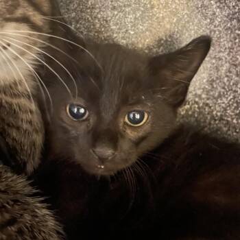 Parsley -  Domestic Short Hair Cat for Adoption in Norman, Oklahoma - Parsley | PetCurious