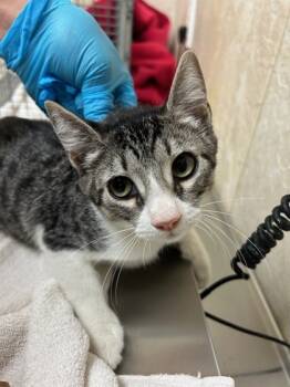 Rescue Domestic Short Hair Cats for Adoption in Honolulu, Hawaii - 59720652 | PetCurious