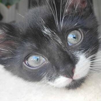 Piglet -  Domestic Short Hair Cat for Adoption in Chattanooga, Tennessee - Piglet | PetCurious