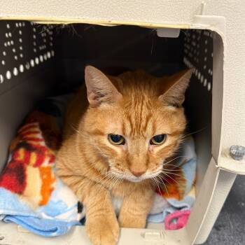 Rescue Domestic Short Hair Cats for Adoption in Houston, Texas - Kobe (35) | PetCurious