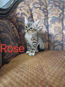 Rose -  Domestic Short Hair and Tabby Cat for Adoption in Omaha, Nebraska - Rose | PetCurious