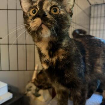 Pippa, Birdie, Margo & Tilly -  Tortoiseshell and Domestic Short Hair Cat for Adoption in Canton, Massachusetts - Pippa, Birdie, Margo & Tilly | PetCurious