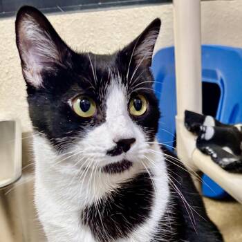John Pork -  Domestic Short Hair Cat for Adoption in Riverside, California - John Pork | PetCurious