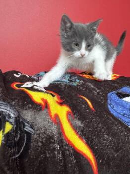 Domestic Short Hair Cats Available for Adoption - Corlys | PetCurious