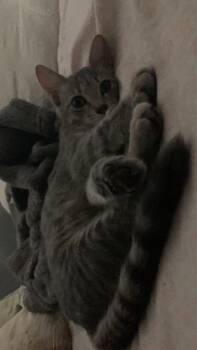 Rue -  Domestic Short Hair Cat for Adoption in Overland Park, Kansas - Rue | PetCurious