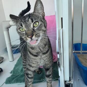 Jolene -  Domestic Short Hair Cat for Adoption in Warwick, Rhode Island - Jolene | PetCurious