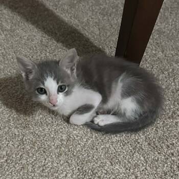 Rescue Domestic Short Hair Cats for Adoption in Austin, Texas - Mud Pie 30 | PetCurious