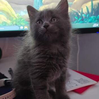 Dove -  Domestic Long Hair Cat for Adoption in Gainesville, Georgia - Dove | PetCurious