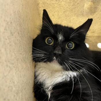 SVAS-Stray-38966 -  Domestic Medium Hair Cat for Adoption in Lyndhurst, Virginia - SVAS-Stray-38966 | PetCurious