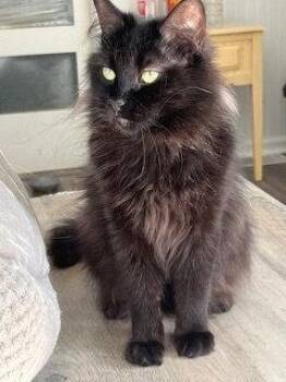 Domestic Long Hair Cats Available for Adoption in Franklin, Tennessee - GEORGIA | PetCurious