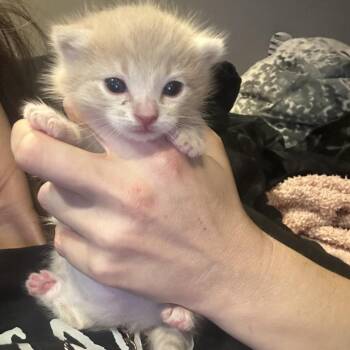 Domestic Medium Hair Cats Available for Adoption in Tustin, California - Lucky Baby | PetCurious
