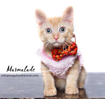 Rescue Tabby and Domestic Short Hair Cats for Adoption in Houston, Texas - Marmalade | PetCurious