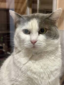Domestic Short Hair Cats Available for Adoption in Shenandoah, Iowa - Dobey | PetCurious