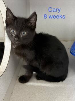 Cary -  Domestic Short Hair Cat for Adoption in Fayetteville, West Virginia - Cary | PetCurious