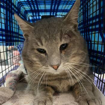 Domestic Short Hair Cats Available for Adoption - Elijah | PetCurious