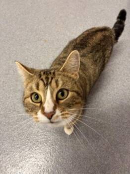 Domestic Short Hair Cats Available for Adoption - Pilates Princess | PetCurious