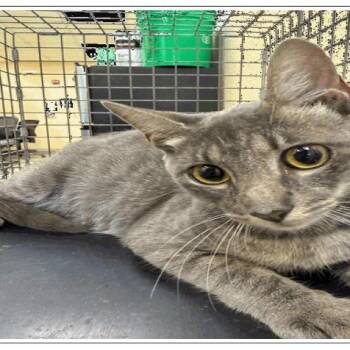 Kimmy -  Domestic Short Hair Cat for Adoption in Tampa, Florida - Kimmy | PetCurious