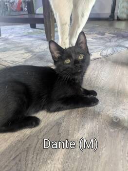 Rescue Domestic Short Hair Cats for Adoption in Prescott, Arizona - Dante – Playful, Purry, And Perfectly Handsome! | PetCurious