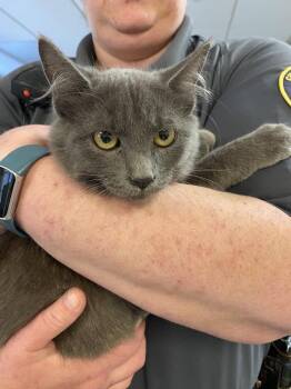 Kindle -  Domestic Medium Hair Cat for Adoption in Burlington, Iowa - Kindle | PetCurious