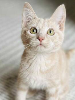 Rescue Domestic Short Hair Cats for Adoption in Richmond, Kentucky - Hozier | PetCurious