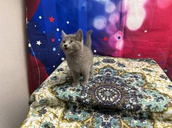 LOUISE -  Domestic Short Hair Cat for Adoption in Wylie, Texas - LOUISE | PetCurious
