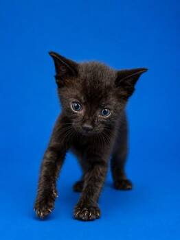 GOBLIN -  Domestic Medium Hair Cat for Adoption in Jacksonville, Florida - GOBLIN | PetCurious