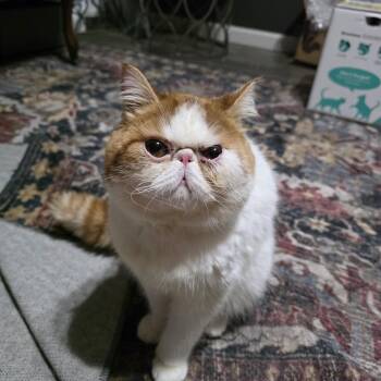 Louie -  Exotic Shorthair Cat for Adoption in Beaverton, Oregon - Louie | PetCurious