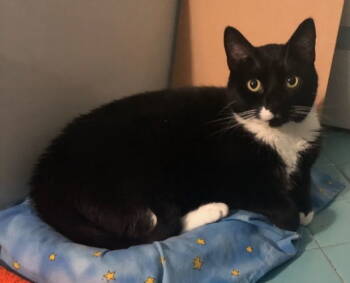 Rescue Tuxedo Cats for Adoption in Greenville, Delaware - Sky (FCID# 09/17/2025 - 76) C | PetCurious