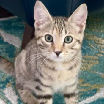 Marcella -  Domestic Short Hair Cat for Adoption in Saratoga Springs, New York - Marcella | PetCurious