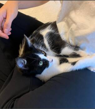 Peanut -  Domestic Medium Hair Cat for Adoption in Evans, Georgia - Peanut | PetCurious
