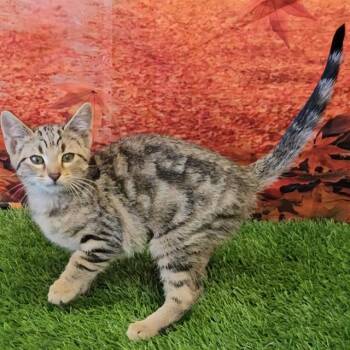 Rescue Domestic Short Hair Cats for Adoption in Wylie, Texas - A010278 | PetCurious