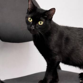 Domestic Short Hair Cats Available for Adoption - Dorothy  | PetCurious