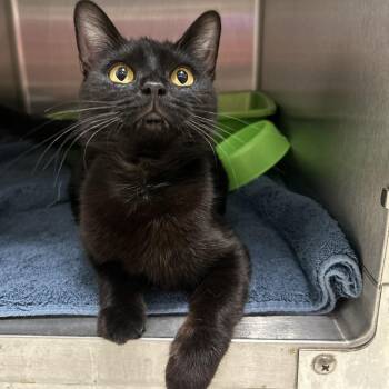Rockie -  Domestic Short Hair Cat Available for Adoption in La Grange Park, Illinois - Rockie | PetCurious