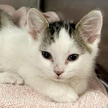 Theo* -  Domestic Short Hair Cat for Adoption in San Gabriel, California - Theo* | PetCurious