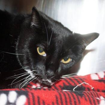 Hunter -  Domestic Short Hair Cat for Adoption in West Palm Beach, Florida - Hunter | PetCurious