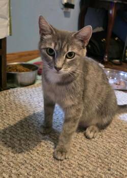 Kiki -  Domestic Short Hair Cat for Adoption - Kiki | PetCurious