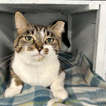 Nutmeg -  Tabby Cat for Adoption in Grand Rapids, Michigan - Nutmeg | PetCurious