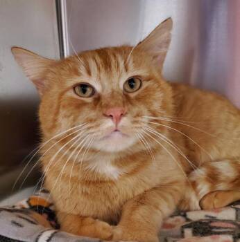 Domestic Medium Hair Cats Available for Adoption - Orc Weaver | PetCurious