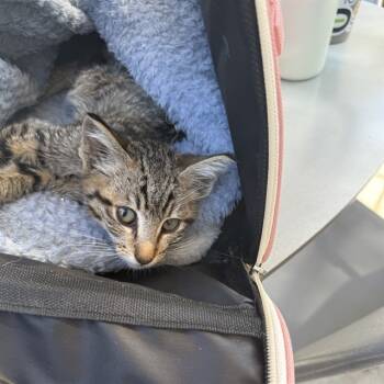 Rescue Domestic Short Hair Cats for Adoption in Alameda, California - WARRIOR | PetCurious