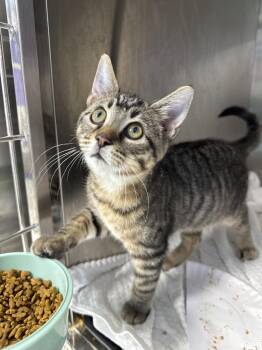 Domino -  Domestic Short Hair Cat for Adoption in Fort Walton Beach, Florida - Domino | PetCurious