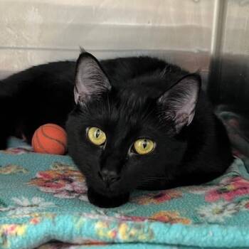 Rescue Domestic Short Hair Cats for Adoption in Cumming, Georgia - Cola | PetCurious