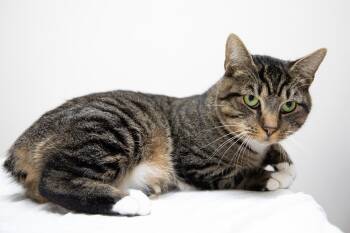 Monchi -  Domestic Short Hair Cat for Adoption in Montclair, New Jersey - Monchi | PetCurious