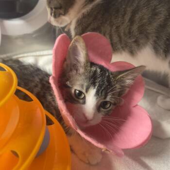 Shell -  Domestic Short Hair Cat for Adoption in Mentor, Ohio - Shell | PetCurious