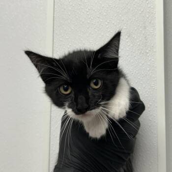 Shrimp Alfredo -  Domestic Short Hair Cat for Adoption in Abilene, Texas - Shrimp Alfredo | PetCurious