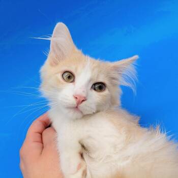 Macho Nacho -  Domestic Medium Hair Cat for Adoption in Springfield, Missouri - Macho Nacho | PetCurious
