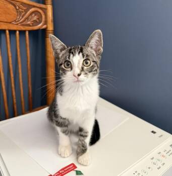 Astrid -  Domestic Short Hair Cat for Adoption in Franklin, Tennessee - Astrid | PetCurious