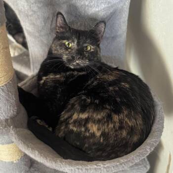 Jayde -  Domestic Short Hair Cat for Adoption in Goshen, Indiana - Jayde | PetCurious
