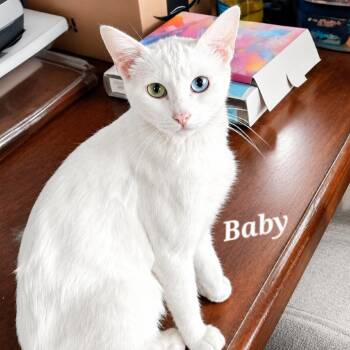 Baby -  Domestic Short Hair Cat for Adoption in Layton, Utah - Baby | PetCurious