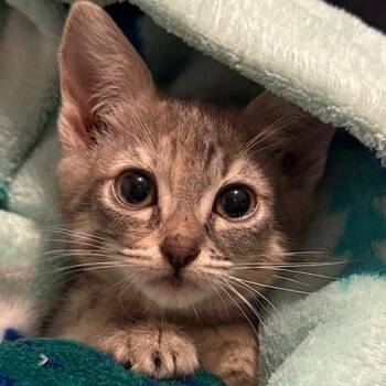 Rescue Domestic Short Hair Cats for Adoption in Estacada, Oregon - Pearl | PetCurious